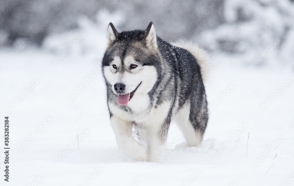Naklejka premium dog alaskan malamute in the snow in winter