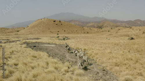 
Drone video of a group of zebras running on a yellow savannah with trees and a background of mountains and a beautiful landscape. Aerial shot of a zebra Tanzania.
