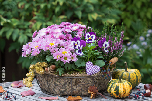 Korb mit pink Chrysanthemen, lila Stiefmütterchen und Heidekraut im Herbstgarten photo