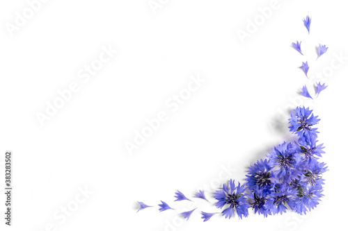 Fototapeta Naklejka Na Ścianę i Meble -  composition of blue cornflowers in the lower right corner on a white background