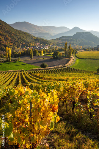 Vineyards, winery and grape vines in the Hautes-Alpes with the village of Valserres in Autumn. Avance Valley, European Alps, France photo