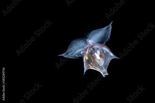 Wild Wonders of Taiwan