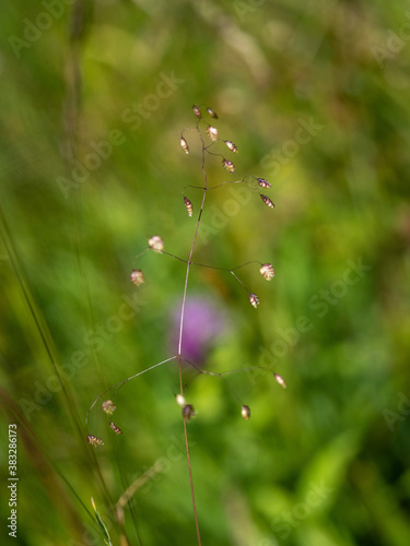 Alpenblumen, Alpenflora, Blumen Kunst