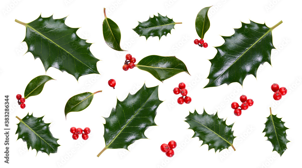 A collection of smooth and spiky green holly leaves with red berries for Christmas decoration isolated against a white background.