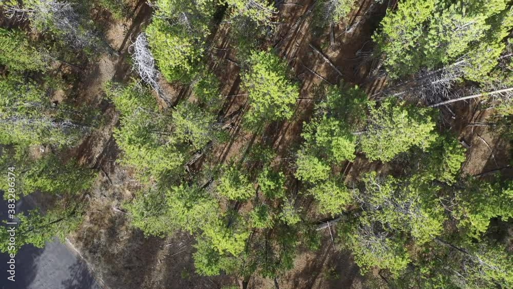 Flying over pine tree forest looking down at tree tops in Montana. Flying over pine tree forest looking down at tree tops in Montana.