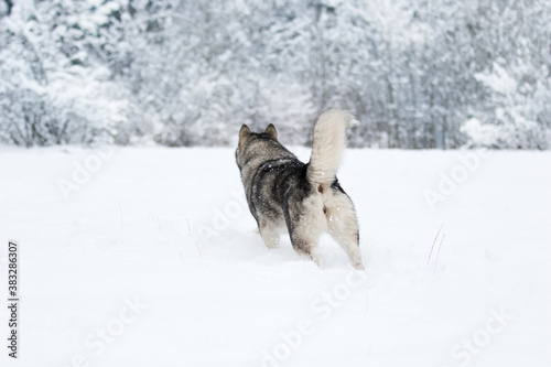 winter dog alaskan malamute in the snow © Happy monkey