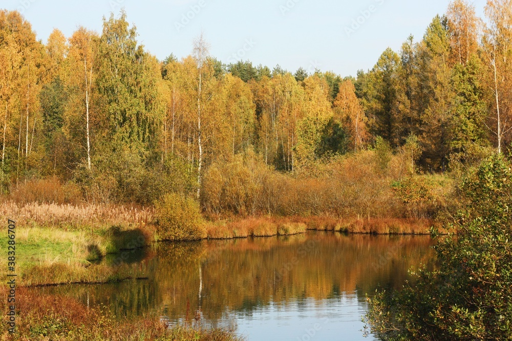 Beautiful landscape of autumn trees in the forest Beautiful landscape of autumn trees in the forest