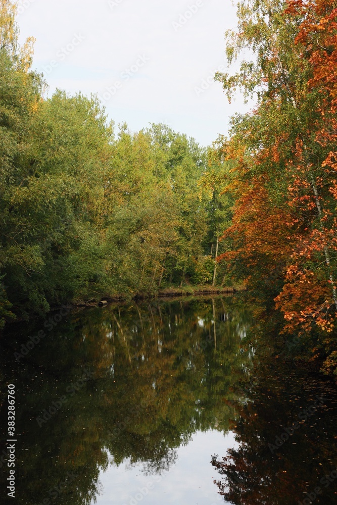 Beautiful landscape of autumn trees in the forest Beautiful landscape of autumn trees in the forest