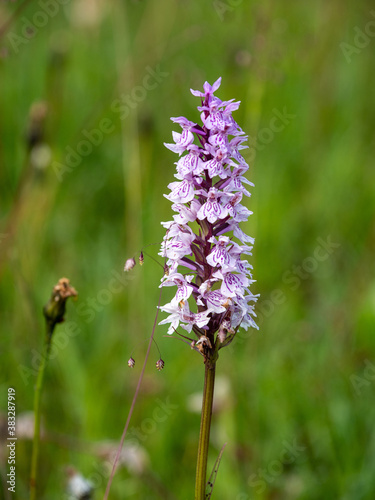 Alpenblumen, Alpenflora, Blumen Kunst