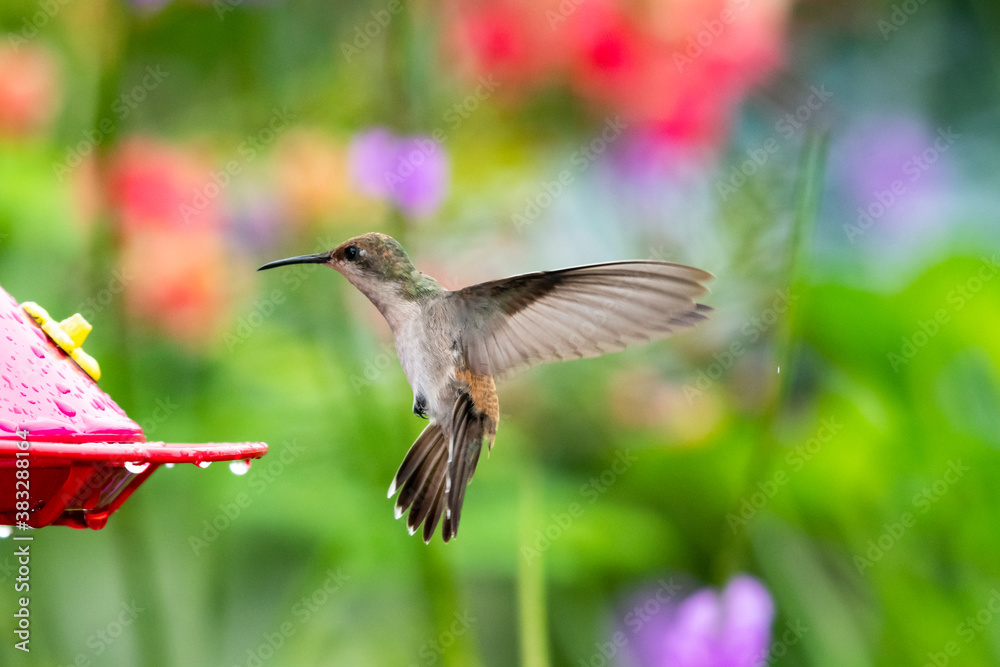 A female Ruby Topaz hummingbird approaching feeder with flowers blurred in background. tropical bird in garden, wildlife outdoors, hummingbird in nature, bird in flight A female Ruby Topaz hummingbird approaching feeder with flowers blurred in background. tropical bird in garden, wildlife outdoors, hummingbird in nature, bird in flight