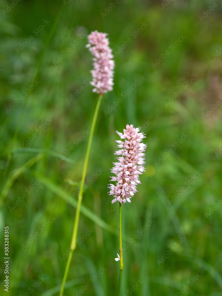 Alpenblumen, Alpenflora, Blumen Kunst