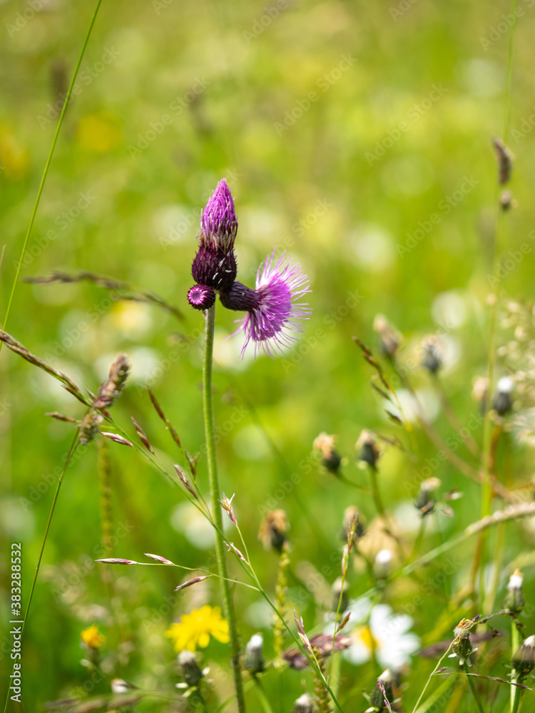 Fototapeta premium Alpenblumen, Alpenflora, Blumen Kunst