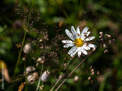 Alpenblumen, Alpenflora, Blumen Kunst