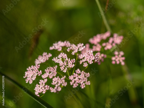 Alpenblumen, Alpenflora, Blumen Kunst