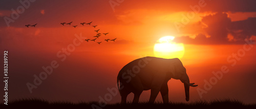 silhouette African Elephant walking in early late sunset.