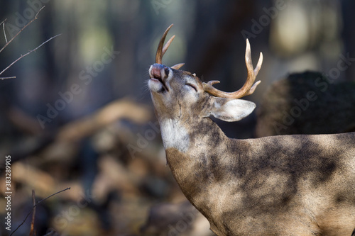 Canvas Print Buck whitetail deer sniffing the air.