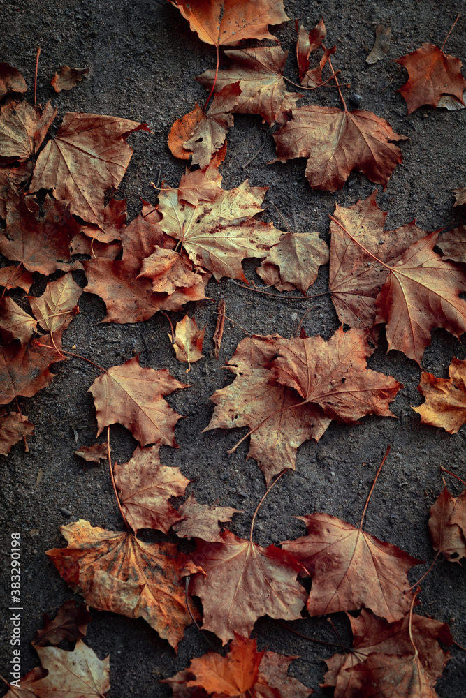 Obraz premium Yellow maple dry leaves on the ground in autumn