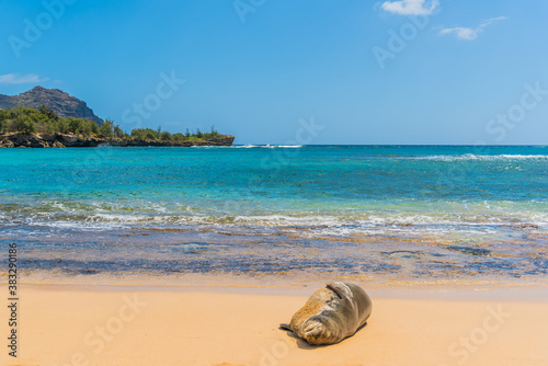 Wallpaper Mural Monk seal lounging on tropical sandy beach near ocean shore with mountain and trees in background  Torontodigital.ca
