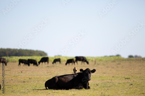 Fototapeta Naklejka Na Ścianę i Meble -  vacas y toros angus en campo