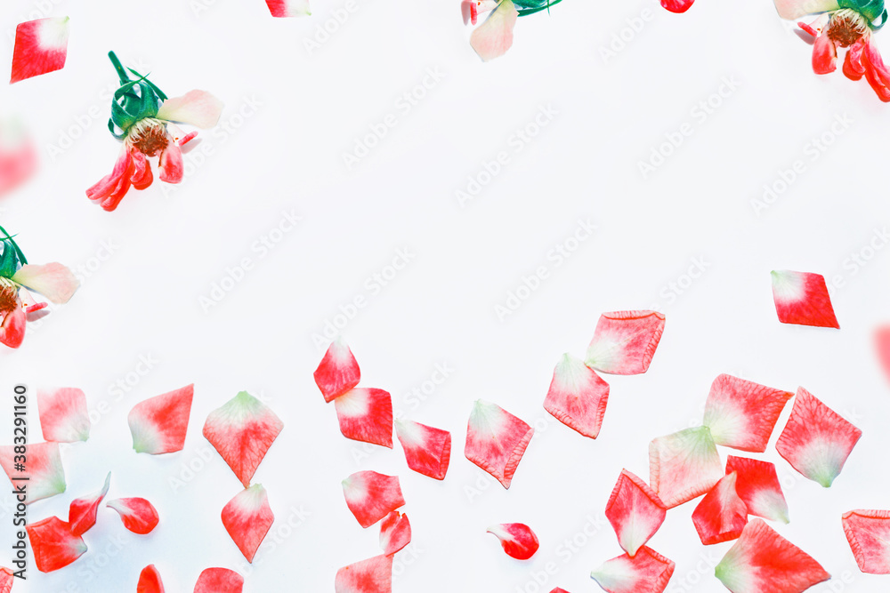 Bright pink rose petals. floral background. Bright pink rose petals. floral background.