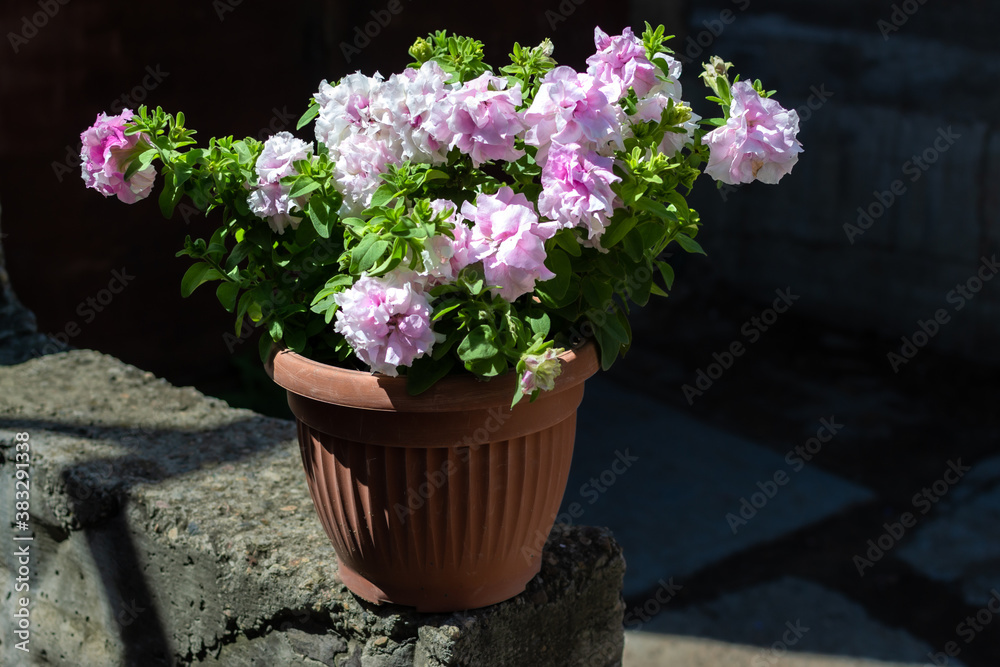 Light pink terry petunia flowers in red brown pot. Pretty beautiful decorative flower with green leaves in light of sun. Summer. Shadow background Light pink terry petunia flowers in red brown pot. Pretty beautiful decorative flower with green leaves in light of sun. Summer. Shadow background