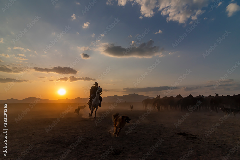 Wild horses run in foggy at sunset. Between Cappadocia and Kayseri, Turkey