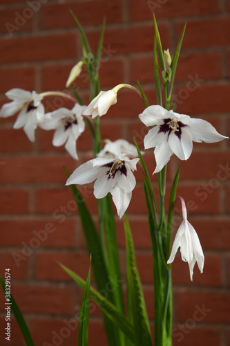 Acidanthera Murielae shot against a red brick wall photo