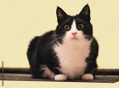 A portrait of a cat looking at something isolated. Portrait of a black and white cat