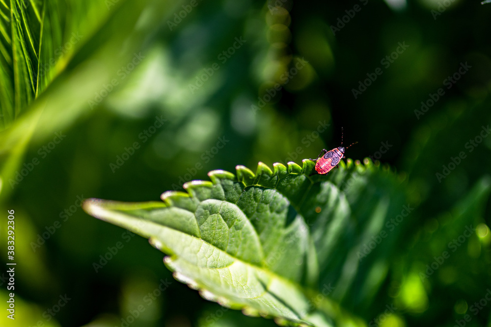 Naklejka premium Pflanzengäste