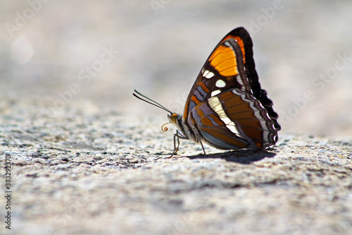 Side view of a California Sister Butterfly (Adelpha californica) with closed wings on a rock in Yosemite National Park.