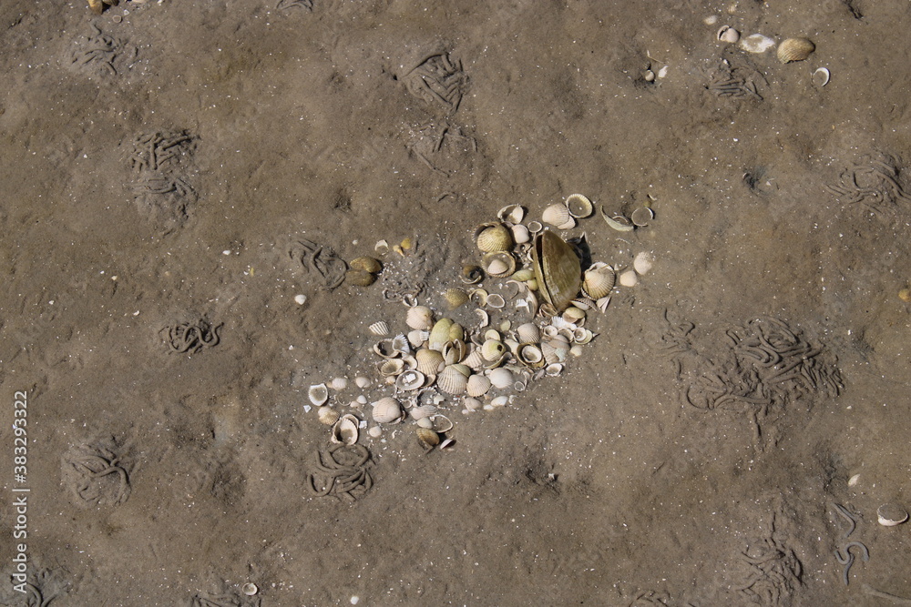 Cockleshell in the Danish Wadden Sea Cockleshell in the Danish Wadden Sea