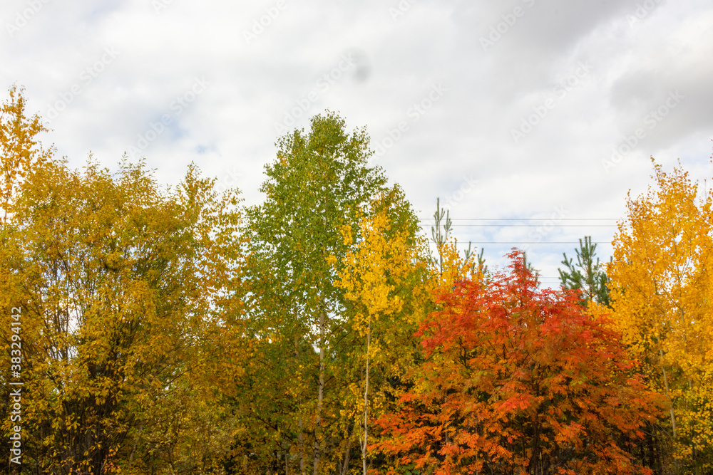 Fototapeta premium natural, beautiful trees with green,yellow leaves, coniferous trees in the autumn forest,Park against the blue sky