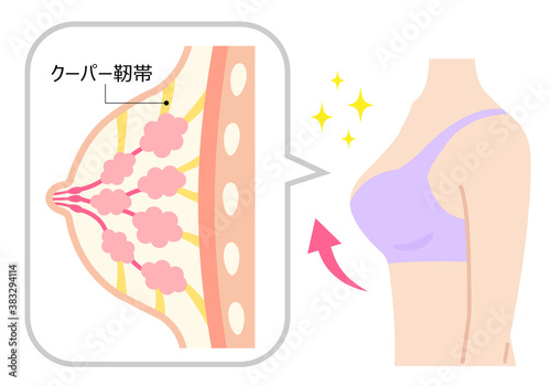 バストアップ　クーパー靭帯　女性の体と断面図