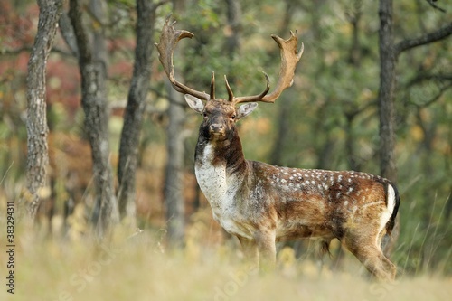 Majestic fallow deer  dama dama  standing inside forest in autumn. Spotted stag with huge antlers looking to the camera in woodland. Wild mammal observing in wilderness in fall.