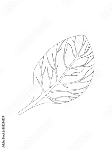 Wallpaper Mural Spinach. Single Leaf isolated on white background. Line Vector illustration. Fresh herbs. Vegetarian Ingredient. Organic food. Logo, packaging, print, market store Torontodigital.ca