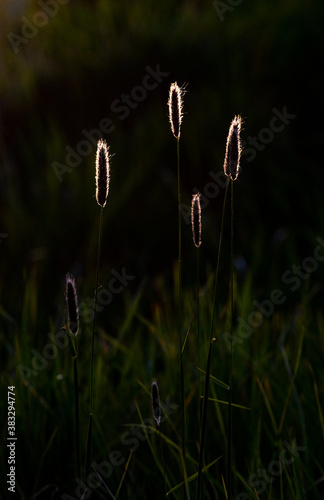 Back lit grass in summer