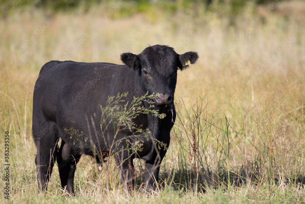 vacas y toros angus en campo vacas y toros angus en campo