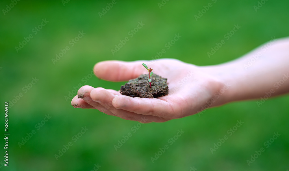 Child's hand holding soil with seedling plant in hand for agriculture or planting at bokeh green background
