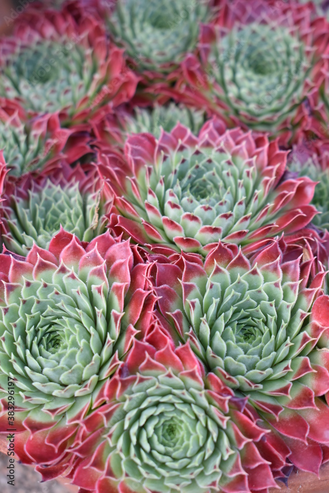 Fototapeta premium Succulent plant in Kew Gardens, England