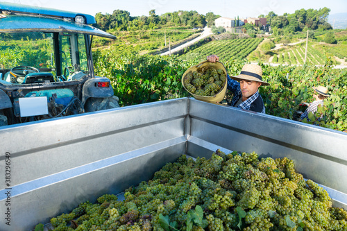 Young man winemaker in hat loading harvest of grapes to agrimotor