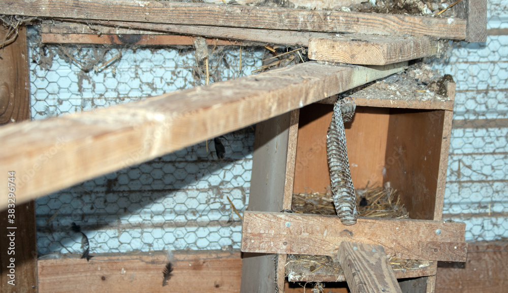 Walking in the chicken house to find a snake skin dangling from the next is not a welcome sight. The eggs were gone and so was the thieving serpent that left behind his hide in Missouri. Bokeh effect. Walking in the chicken house to find a snake skin dangling from the next is not a welcome sight. The eggs were gone and so was the thieving serpent that left behind his hide in Missouri. Bokeh effect.
