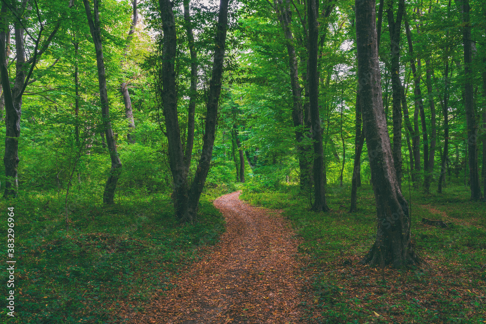 Photo of an Pacific Northwest forest hiking trail Photo of an Pacific Northwest forest hiking trail