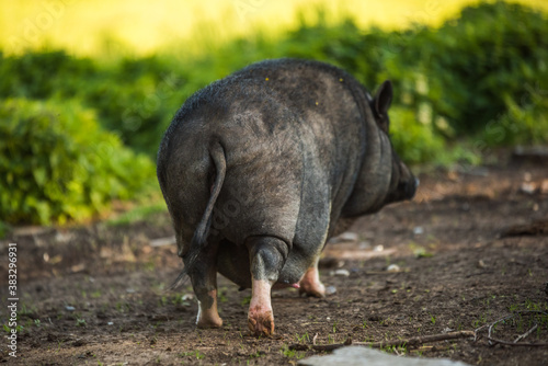 Vietnamese pot-bellied pig graze on a lawn grass.