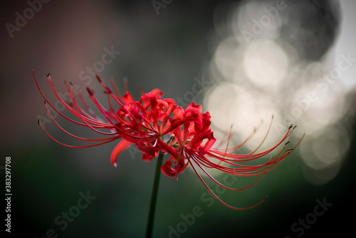 Red spide lily,red lycoris radiata flowers with green background. photo