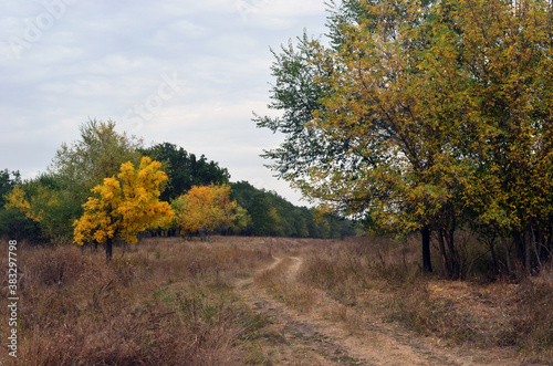 Trees with yellow leaves in the forest. Autumn, landscape.