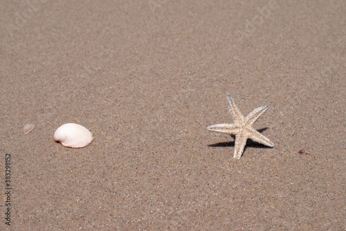 Shells and remains of starfish on the beach