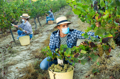 Farm worker in disposable medical mask gathering harvest of ripe white grapes in vineyard in autumn. Concept of health protection during COVID pandemic