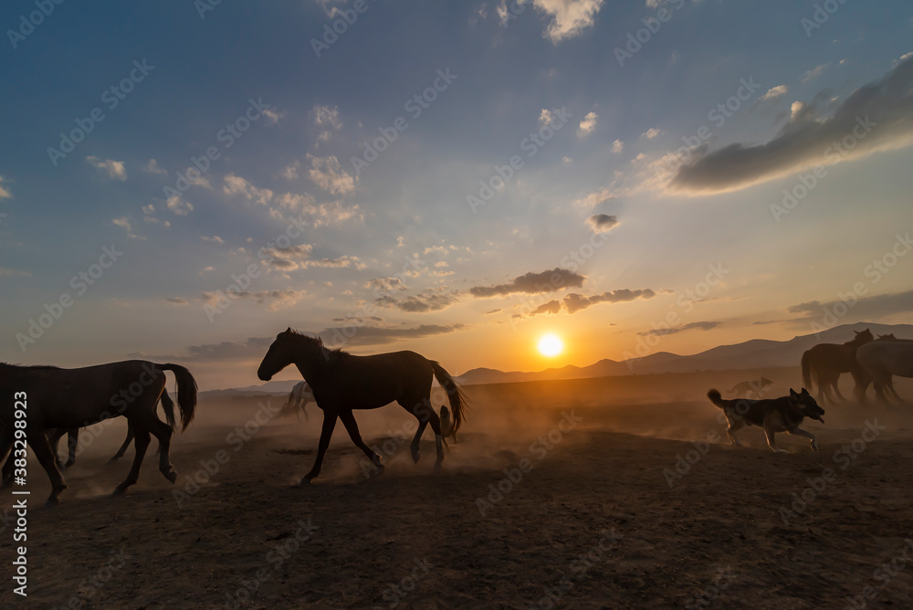 Wild horses run in foggy at sunset. Between Cappadocia and Kayseri, Turkey Wild horses run in foggy at sunset. Between Cappadocia and Kayseri, Turkey