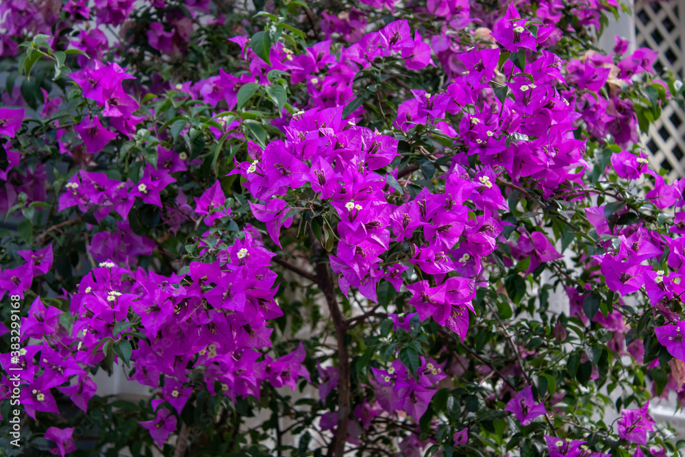 Beautiful flowers tree in a green nature garden background