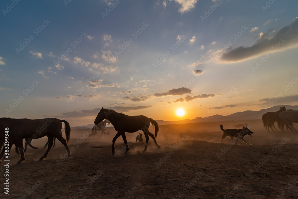 Wild horses run in foggy at sunset. Between Cappadocia and Kayseri, Turkey Wild horses run in foggy at sunset. Between Cappadocia and Kayseri, Turkey